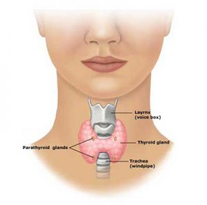 Thyroid Gland
