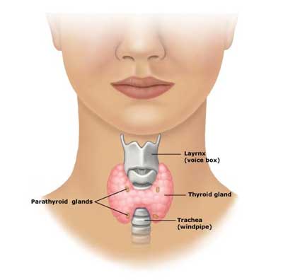 Thyroid anatomy diagram