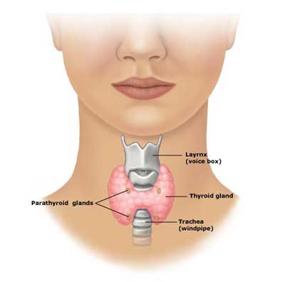 thyroid-gland